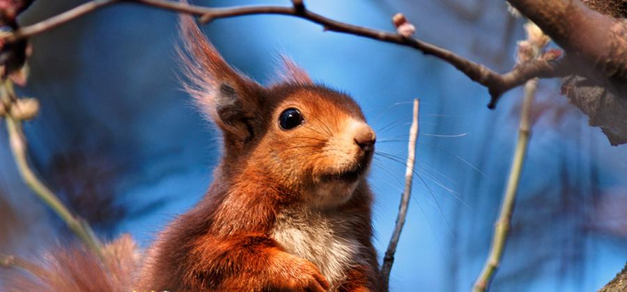 parc accrobranches grimpobranches ouvert tous les jours